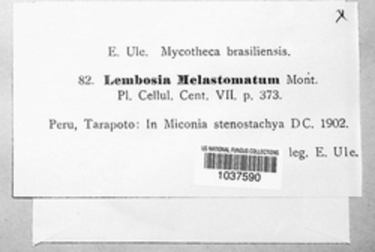 Lembosia melastomatum image